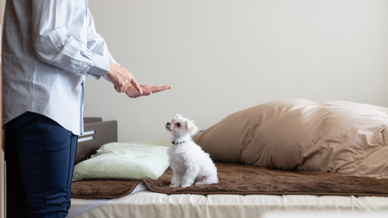 Bienestar Animal en Sus Primeros Meses Cuidando de tu Cachorro