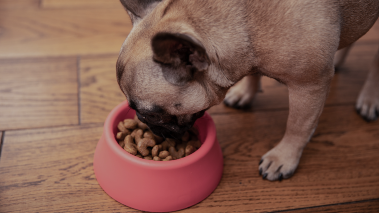 Recomendaciones para Mantener a tu Cachorro Saludable